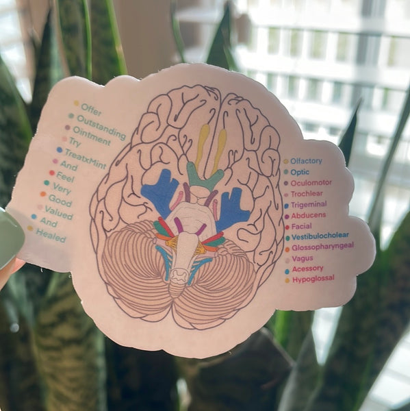 Cranial Nerve Die Cut Sticker