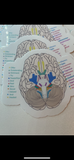 Cranial Nerve Die Cut Sticker